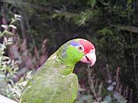 Amazone a joues vertes, Amazona viridigenalis (Photo F. Mrugala) (7)